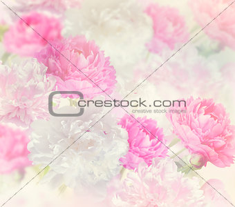 Peony Flowers Background