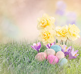 Easter Eggs on Meadow with daffodil flower