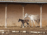 mare with her foal 