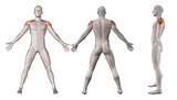 3D images showing male figure with deltoid muscles highlighted