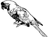 Black and White Parrot