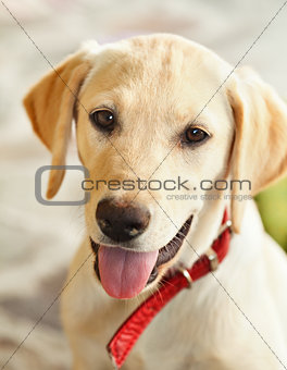 Young labrador retriever dog