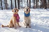 Portrait of two young golden retriever