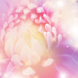 beautiful  floral background with  bokeh