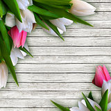 Pink and white tulips isolated over white wooden background with