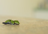 Citrus Swallowtail Caterpillar Crawling over Obstacle with Copy 