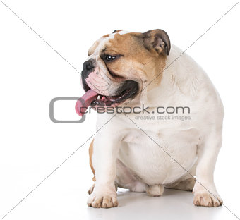 english bulldog sitting