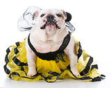 dog dressed like a bee
