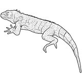 Lizard is goanna silhouette on a white background. Vector illustration
