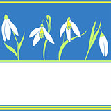 Pattern with snowdrop flowers. Spring background