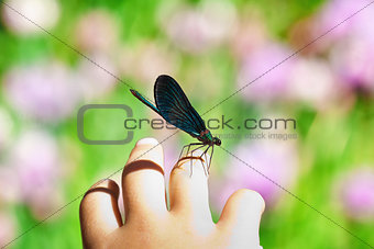 Dragonfly on child hand