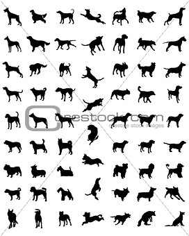 races of dogs