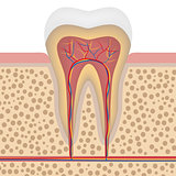 Healthy white tooth, detailed anatomy