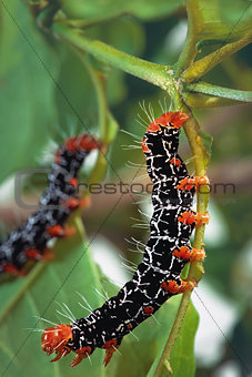 Isognathus Caricae Caterpillar