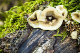 Wild mushroom and moss