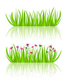 Vector illustration grass 