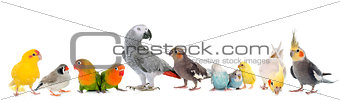 group of birds