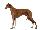 brown azawakh hound