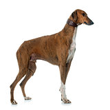 brown azawakh hound
