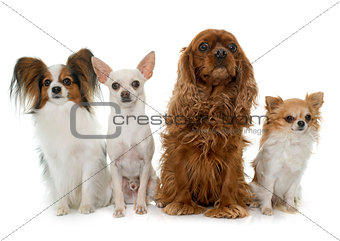 group of dogs