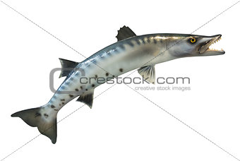 Great Barracuda fish, isolated