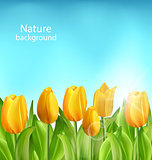 Nature Floral Background with Tulips Flowers