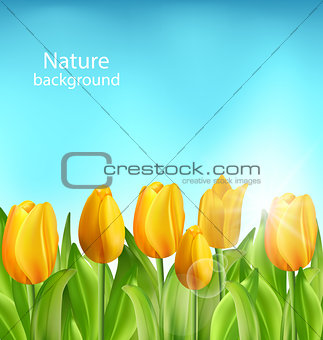 Nature Floral Background with Tulips Flowers