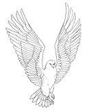 Sketch illustration of a soaring eagle
