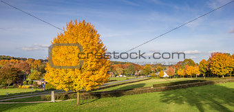 Panorama of vibrant yellow colored tree in Groesbeek