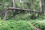 Woods in the Natural Preserve Kladska peats