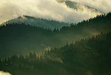 Foggy Carpathian forest