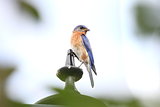 Singing bluebird right