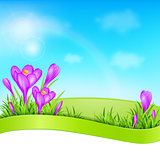 Violet crocus and green grass