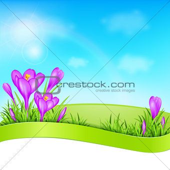 Violet crocus and green grass