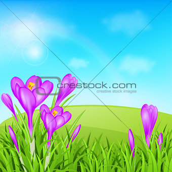 Violet crocuses and green grass