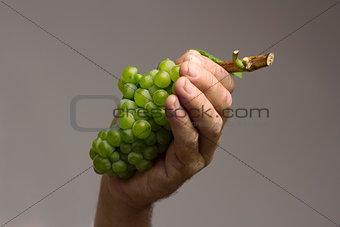 Hand holding a grape