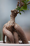 Roots of a bonsai tree