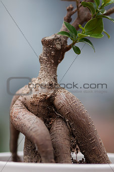 Roots of a bonsai tree