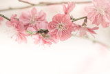 Sakura pink flower vintage color toned abstract nature backgroun