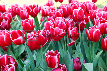 red Tulips field