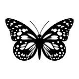 Butterfly in Black and White