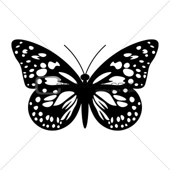 Butterfly in Black and White