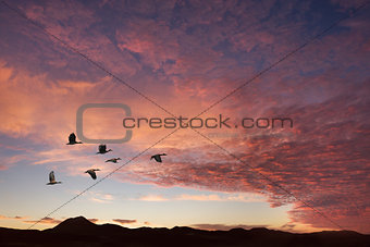 Clouds with birds on sunrise time
