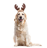 Golden Retriever with Christmas decorations, isolated on white