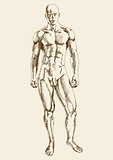 Sketch illustration of male anatomy