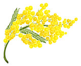 Yellow mimosa flower. Mimosa flower symbol of Womens Day