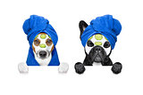 wellness beauty mask row of dogs