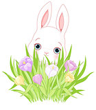 Easter Bunny with Crocus Bouquet