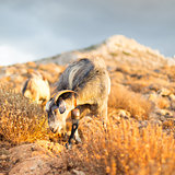 Domestic goat in mountains.
