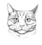 Cat. Hand-drawn cat